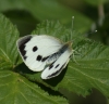 Large White (female upperside) 