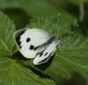 Large White (female upperside) Copyright: Robert Smith