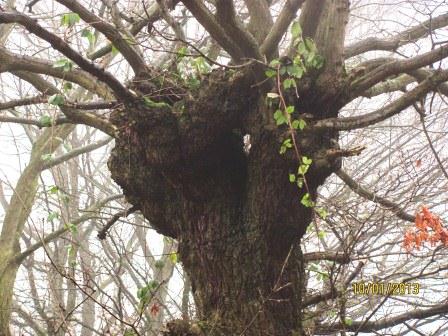 English Oak Pollard Copyright: Graham Smith