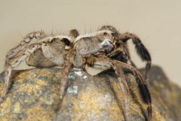 Alopecosa barbipes male Copyright: Peter Harvey