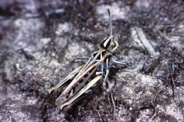 Myrmeleotettix maculatus Copyright: Peter Harvey