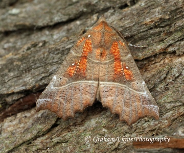 Scoliopteryx libatrix  Herald 4 Copyright: Graham Ekins