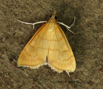 Anania crocealis   3 Copyright: Graham Ekins