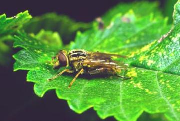 Anasimyia lineata Copyright: Peter Harvey