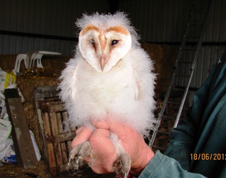 Barn Owl chick Copyright: Graham Smith