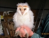 Barn Owl chick 