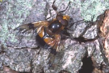 Volucella inflata Copyright: Peter Harvey