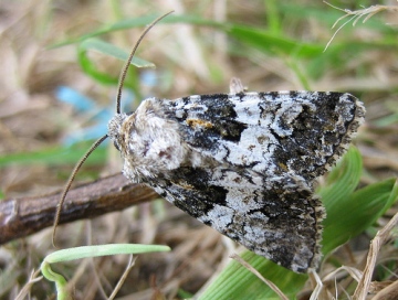 Varied Coronet. Copyright: Stephen Rolls