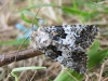 Varied Coronet. Copyright: Stephen Rolls