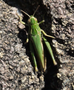 Omocestus viridulus Copyright: Robert Smith