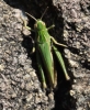 Omocestus viridulus Copyright: Robert Smith