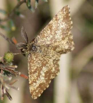 male - 'feathered' antennae Copyright: Robert Smith