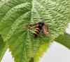 Female Raspberry Clearwing Moth