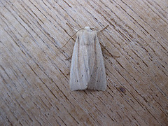 Southern Wainscot. Copyright: Stephen Rolls