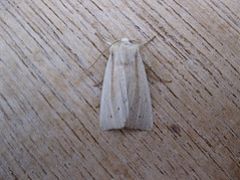 Southern Wainscot. Copyright: Stephen Rolls