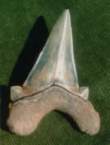 Shark tooth Copyright: unknown