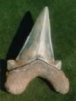 Shark tooth 