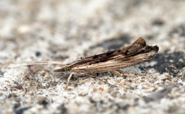 Ypsolopha scabrella 1 Copyright: Ben Sale