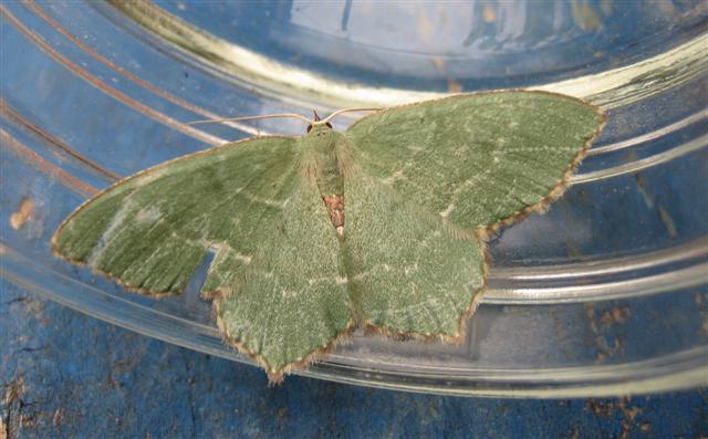 Common Emerald. Copyright: Stephen Rolls