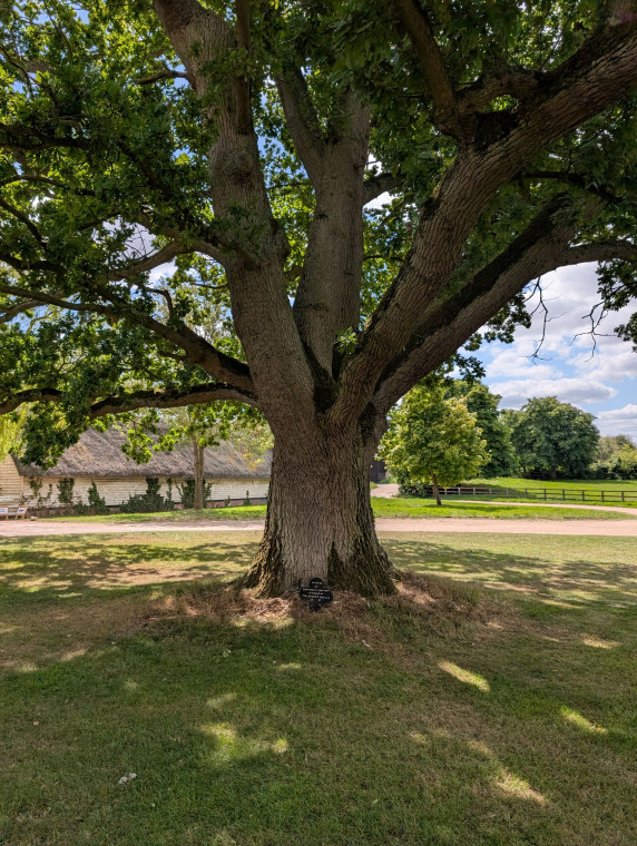 Matching Tree near Church 9th August 2025 Copyright: William George