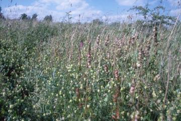 Mill Wood-flowerrich detail