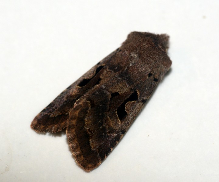 Hebrew Character 3 Copyright: Ben Sale