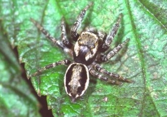 Evarcha falcata male dorsal view