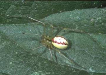 Enoplognatha ovata Copyright: Peter Harvey