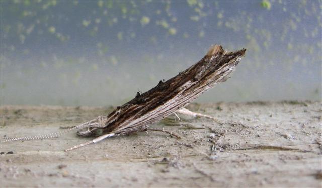 Ypsolopha scabrella. Copyright: Stephen Rolls