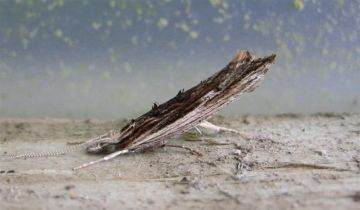 Ypsolopha scabrella. Copyright: Stephen Rolls