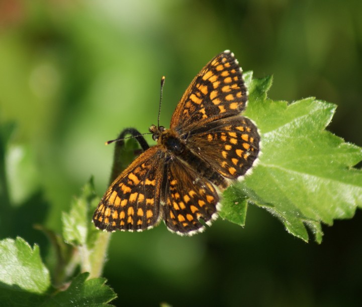 Heath Frit2 Copyright: Robert Smith