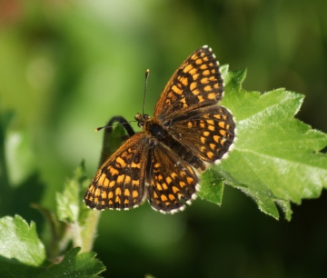 Heath Frit2 Copyright: Robert Smith