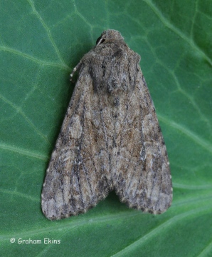 Apamea anceps Large Nutmeg 4 Copyright: Graham Ekins