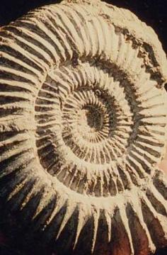 Ammonite Copyright: unknown