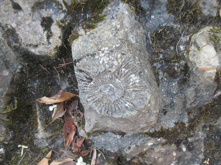 Colchester town wall ammonite fossil 001 2015 Copyright: Preston Boyles