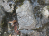 Colchester town wall ammonite fossil 001 2015