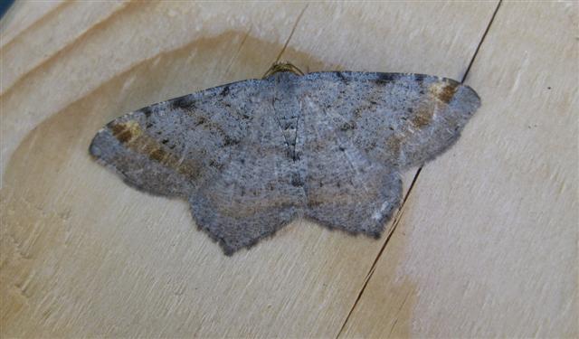 Tawny Barred Angle Copyright: Stephen Rolls