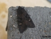 Black Rustic 2 