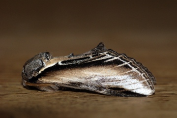 Swallow Prominent Copyright: Ben Sale