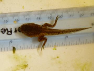 Marsh Frog tadpole Copyright: Adrian Wood