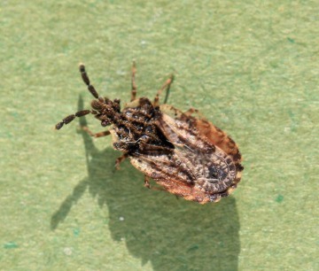 Aradus depressus Copyright: Yvonne Couch