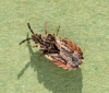 Aradus depressus 