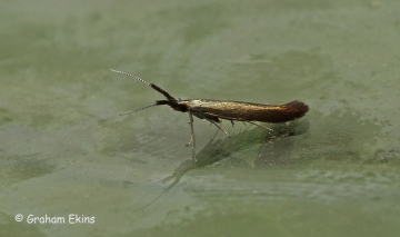 Coleophora albitarsella Copyright: Graham Ekins