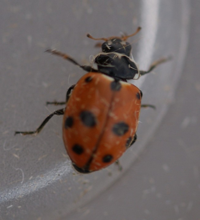 Hippodamia variegata 2 Copyright: Robert Smith