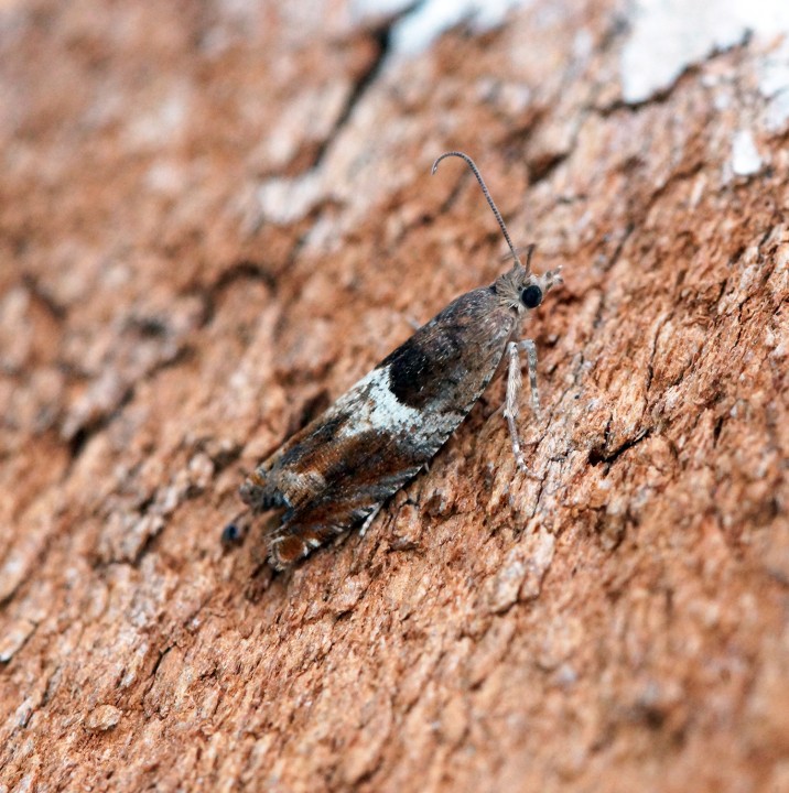 Epinotia tenerana 2 Copyright: Ben Sale