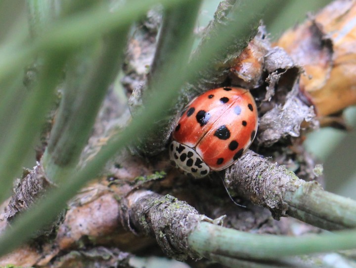 Harmonia quadripunctata Copyright: Yvonne Couch