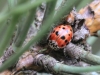 Harmonia quadripunctata