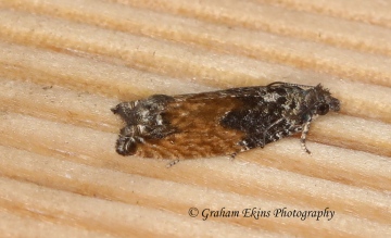 Epinotia nisella var decorana Copyright: Graham Ekins