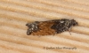 Epinotia nisella var decorana