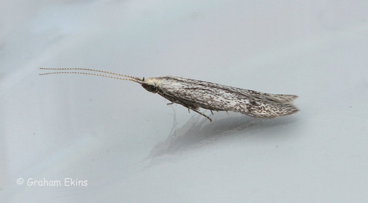 Coleophora hemerobiella 3 Copyright: Graham Ekins